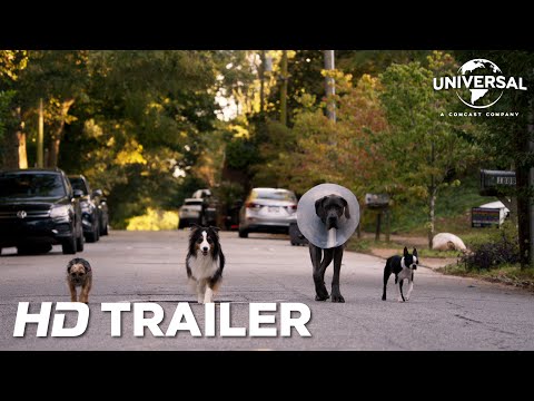 Strays | Official Trailer