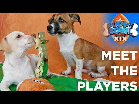 Center pups to compete in Puppy Bowl XIX on Animal Planet!