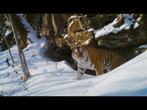 First Look: Frozen Planet II ft. Camila Cabello and Hans Zimmer | BBC Studios