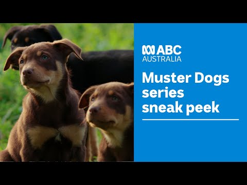 A sneak peek at the new Muster Dogs series | Muster Dogs | ABC Australia