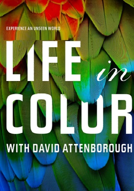 Life in Colour 1