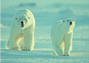 Frozen Planet Parents Guide | Frozen Planet Age Rating 2011