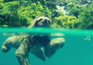 Planet Earth II Parents Guide | Planet Earth II Age Rating 2016