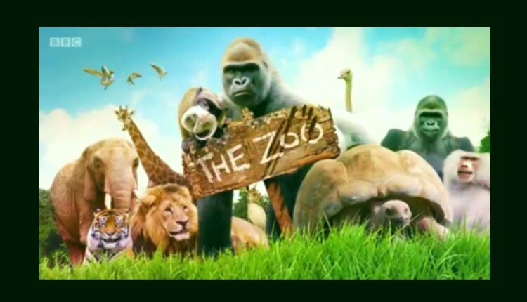 The Zoo Parents Guide | The Zoo Age Rating | 2017-2021