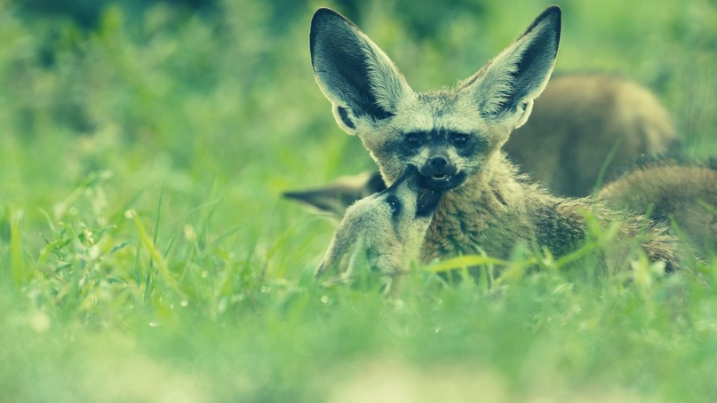 Animal (TV-Series 2021-) 3 Animal Parents Guide | Animal Age Rating (2021 Series)