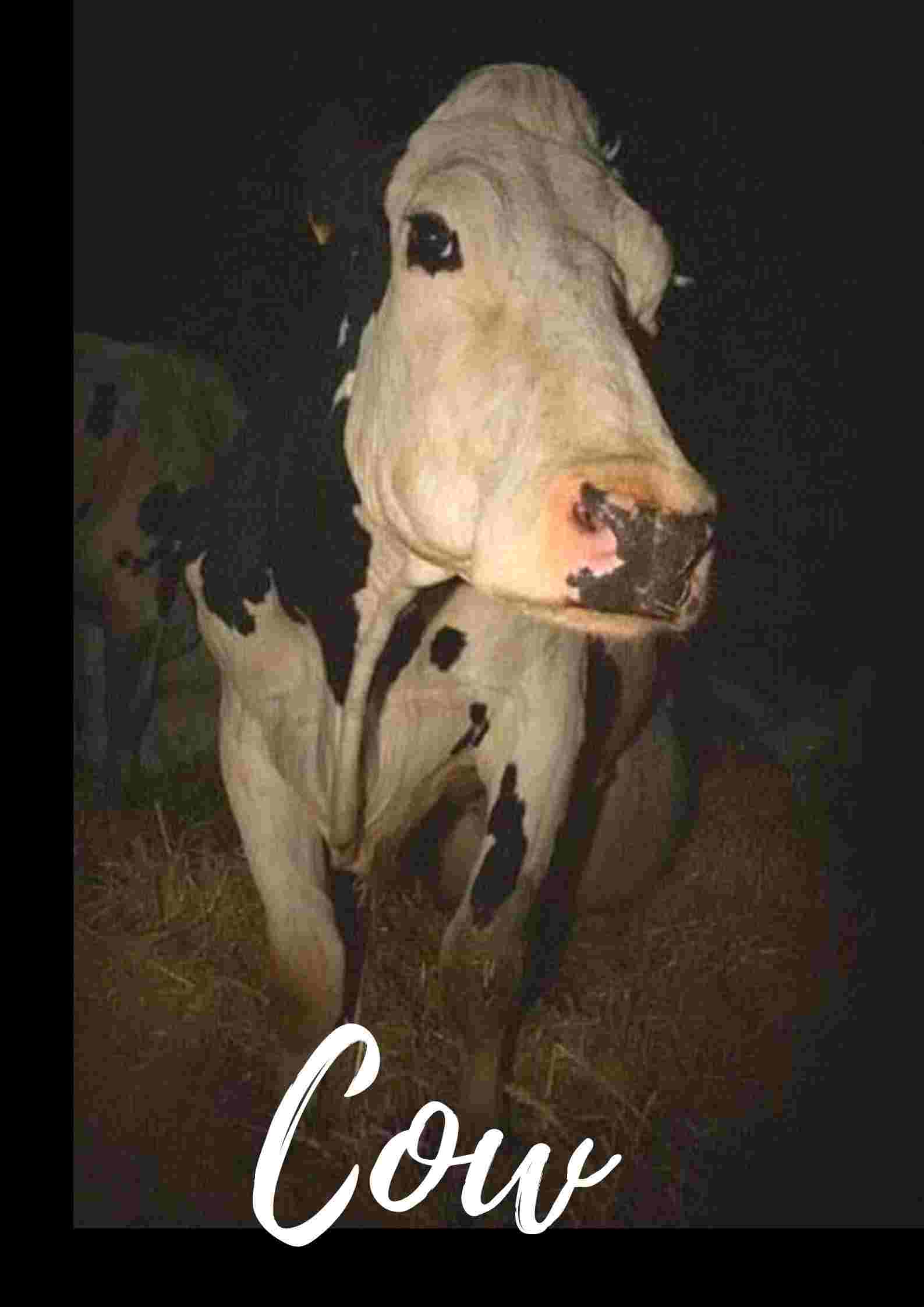 Cow Parents Guide And Age Rating | 2022 Cow Parents Guide And Age Rating | 2022