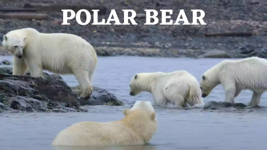Polar Bear Wallpaper and Image 