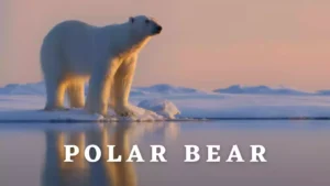 Polar Bear Wallpaper and Image 2