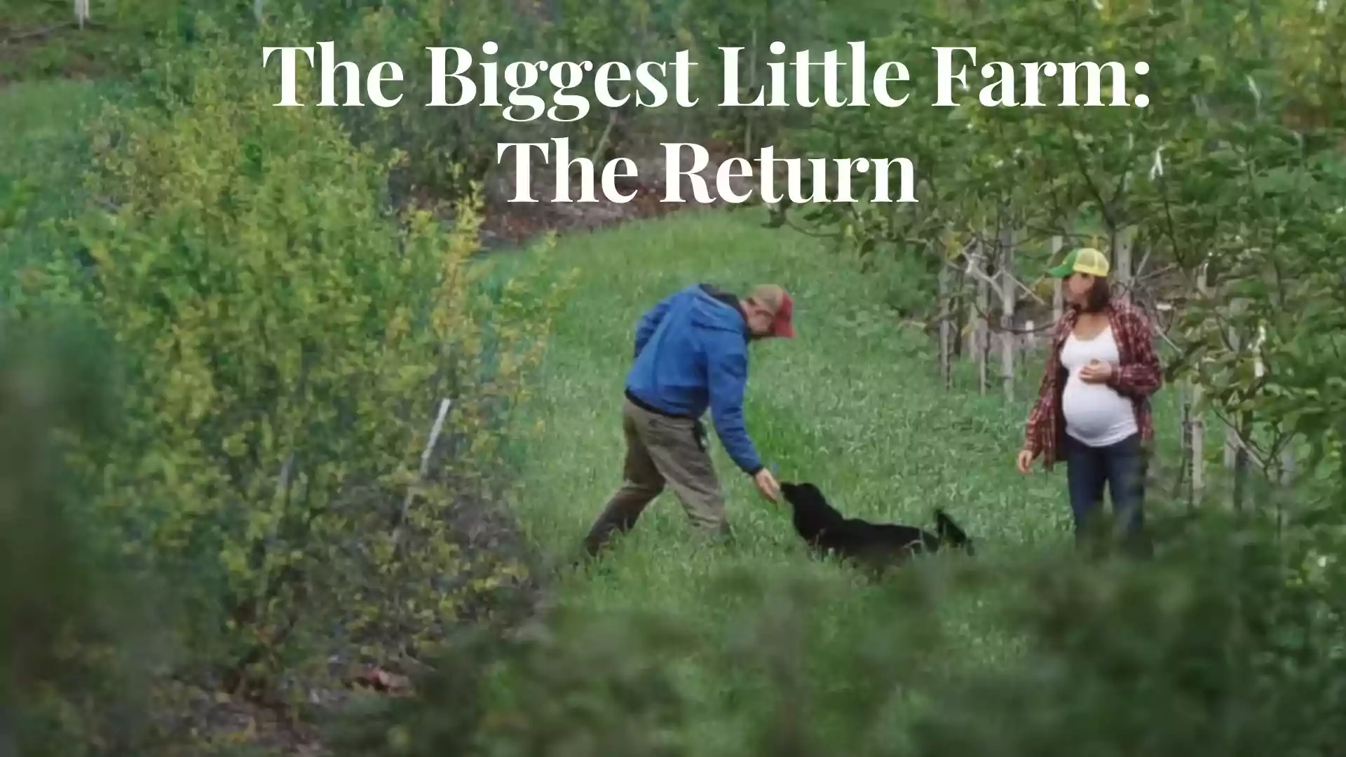 The Biggest Little Farm The Return Wallpaper and Image