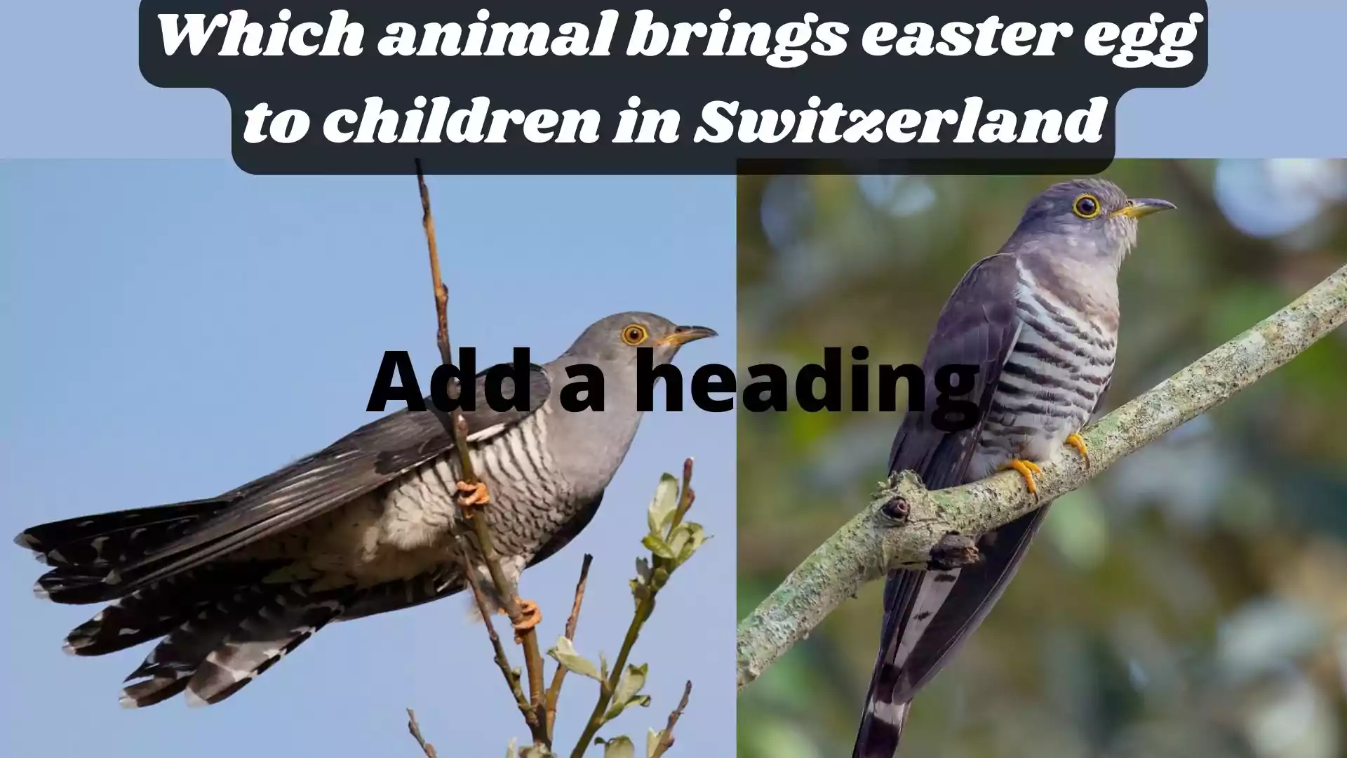 Which animal brings easter egg to children in Switzerland Images of bird