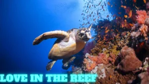 LOVE IN THE REEF Wallpaper and images