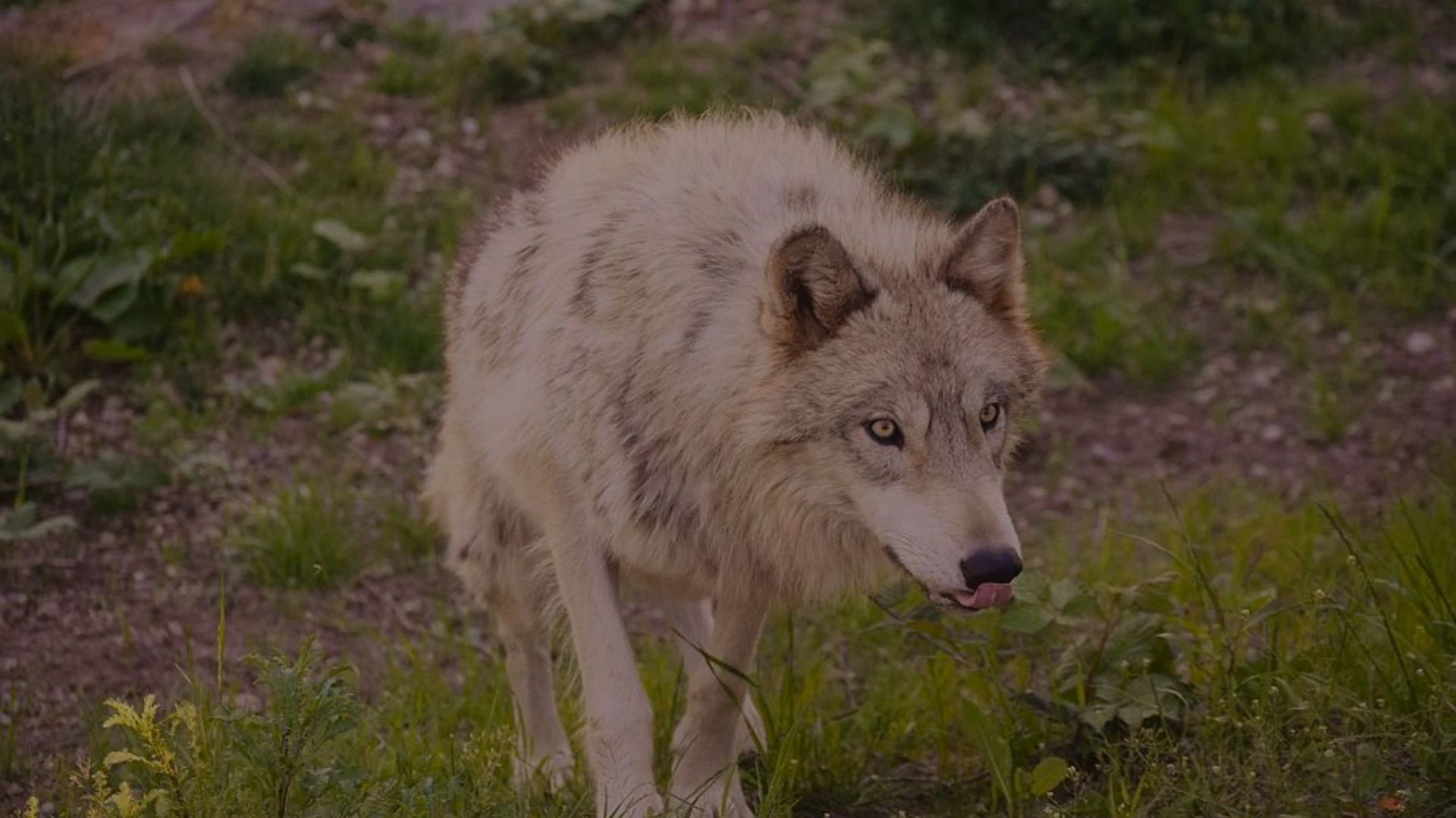 Summer of the Wolf Parents Guide Summer of the Wolf Parents Guide
