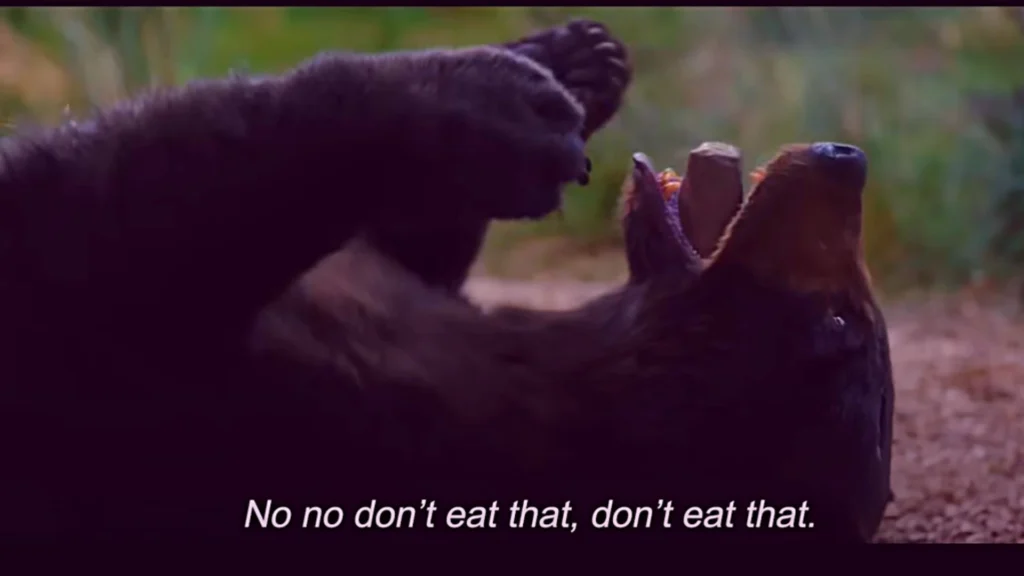 Cocaine Bear (2023) 4 Cocaine Bear Parents Guide-Cocaine Bear Age Rating (2023)