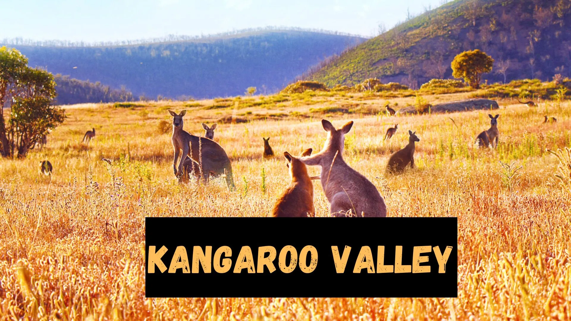 Kangaroo Valley Parents Guide