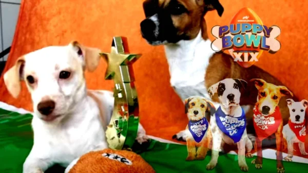 Puppy Bowl XIX (2023) 4 Puppy Bowl XIX Wallpaper and Images