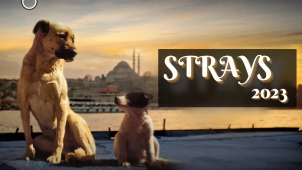STRAYS Wallpaper and Images