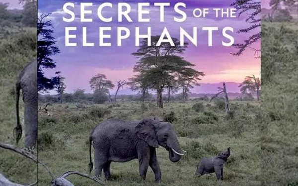 Secrets of the Elephants Wallpaper and Images