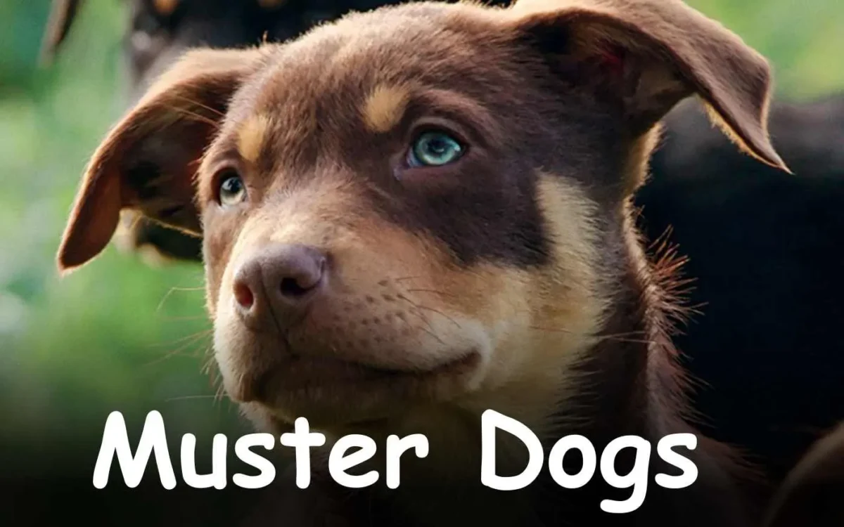 Muster Dogs Parents Guide