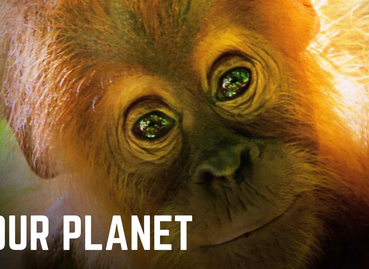 Our Planet II Parents Guide