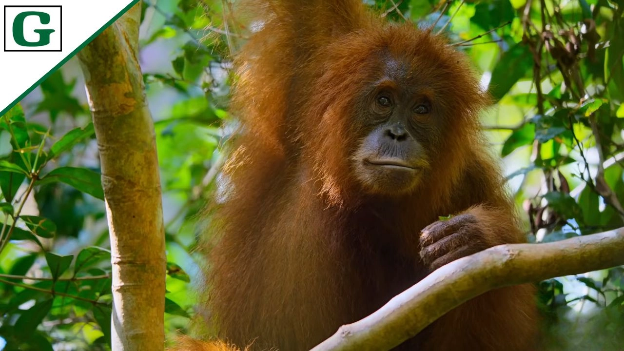Orangutan Parents Guide and Age Rating (2026)